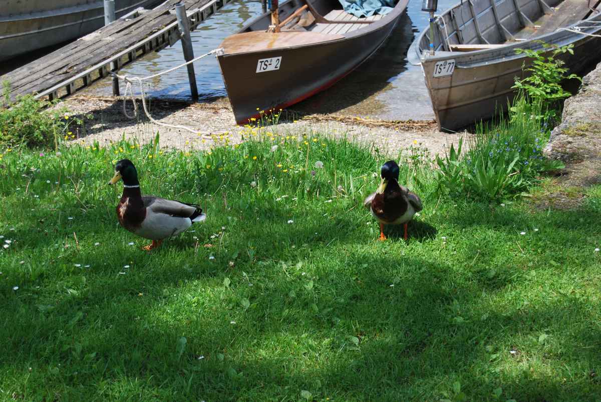 Enten vor Booten