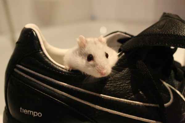 Hamster im Schuh