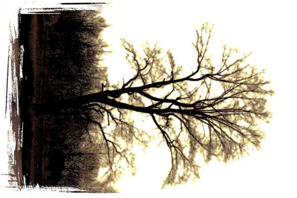 Baum Grußkarte