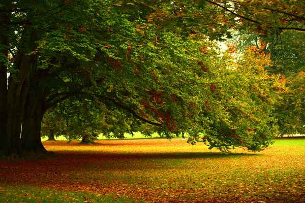 herbstliche Färbung