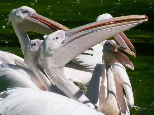 Pelikane  vor der Fütterung