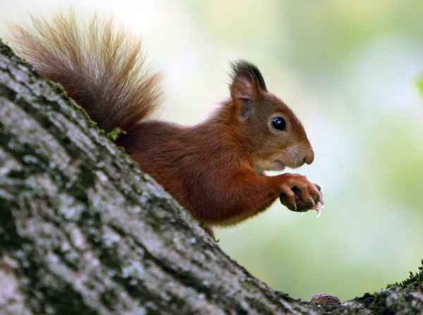 Flauschiges mit Nuss