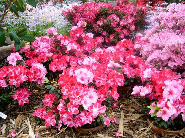 Botanischer Garten Berlin 19