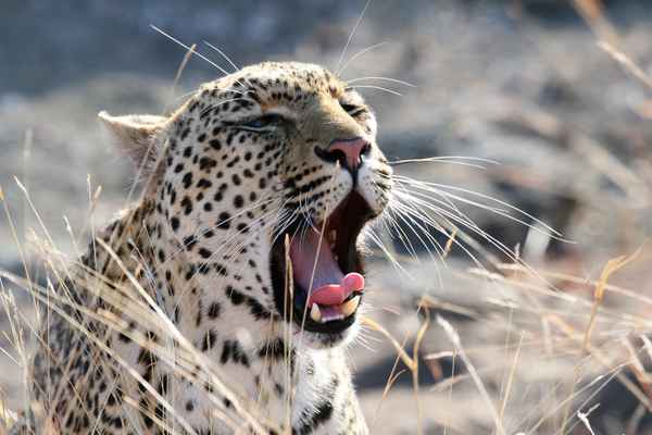 Müder Leopard