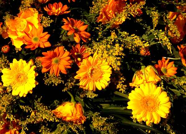 Rosen - Gerbera