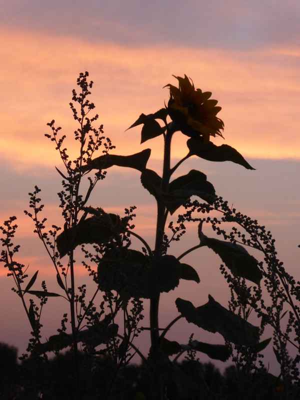 Abendrot hinter der Sonnenblume