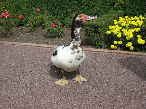 "Plattfuß" der Aufmerksame