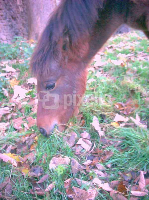 Pearl im Herbst
