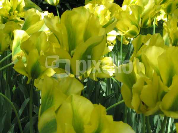Tulpen im Keukenhof