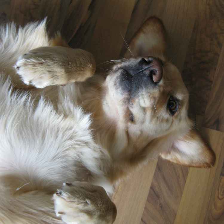 Golden Retriever beim ausruhen