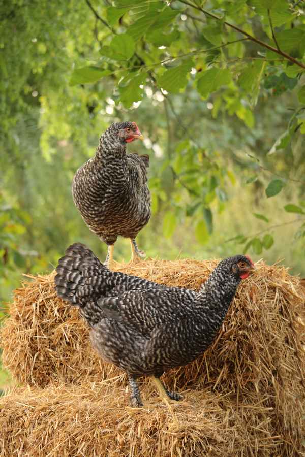 glückliche Hühner