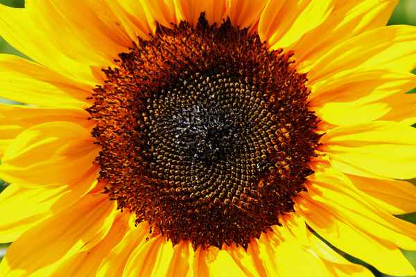 Sommer, Sonne, Sonnenblumen 04