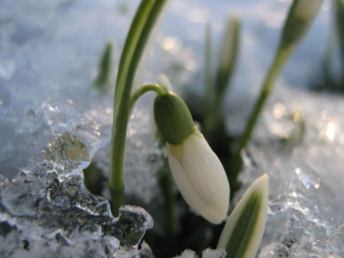 Schneeglöckchen im Eis