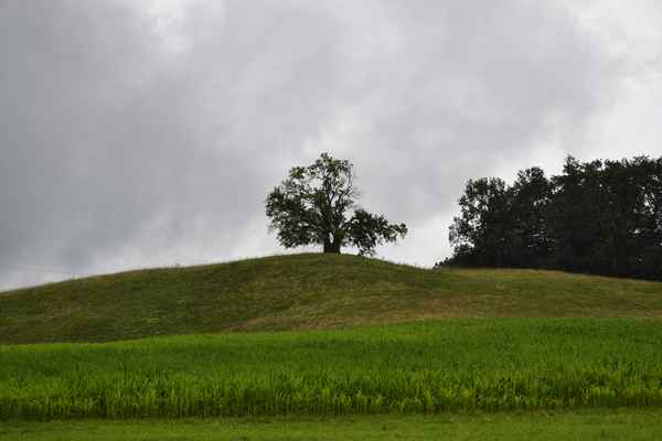 Drumlin-Buche