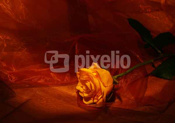 Rose im Licht