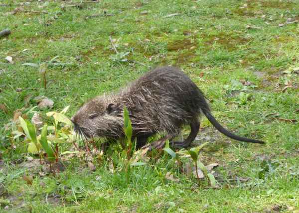 Junge Nutria