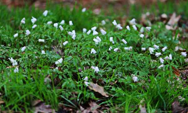blühender waldboden 1