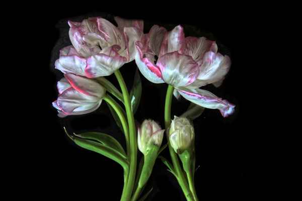 Tulpen