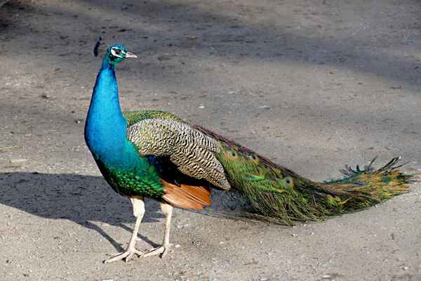 blauer Pfau
