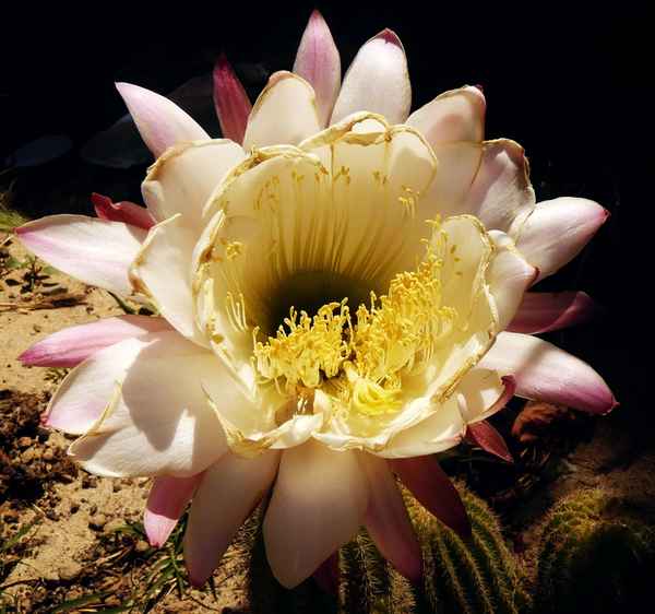 "Kakteenblüte"