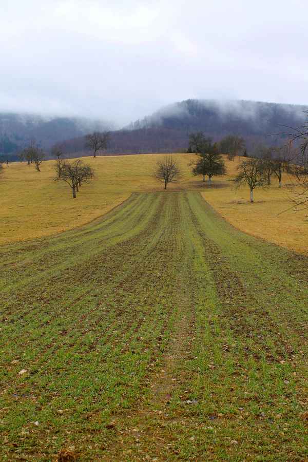 Feld in Thalheim