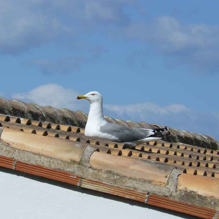 Möwe