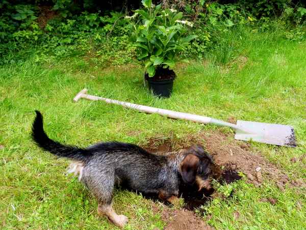 Ein Dackel erspart den Spaten...