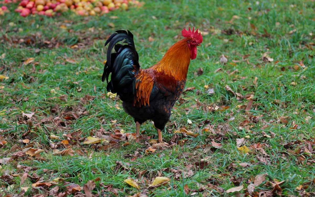 Stolz wie ein Gockel