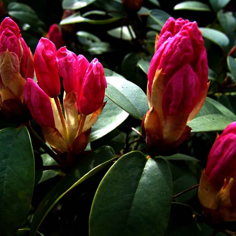 Rhododendron