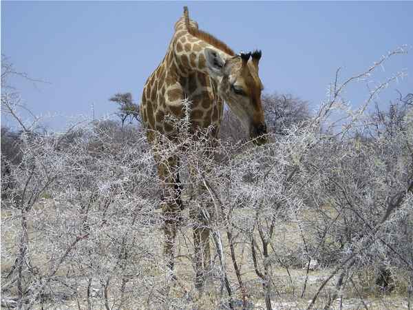 Giraffe an einem Akazienstrauch