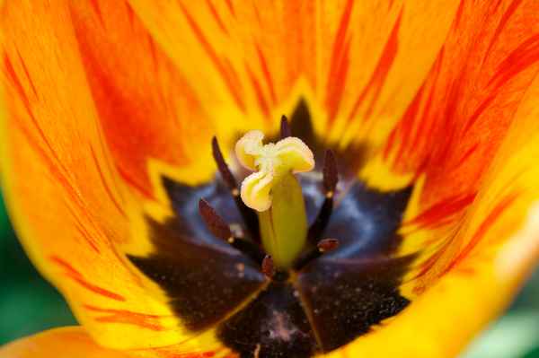 Tulpe aus der Nähe