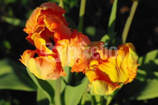 zwei orange Tulpen