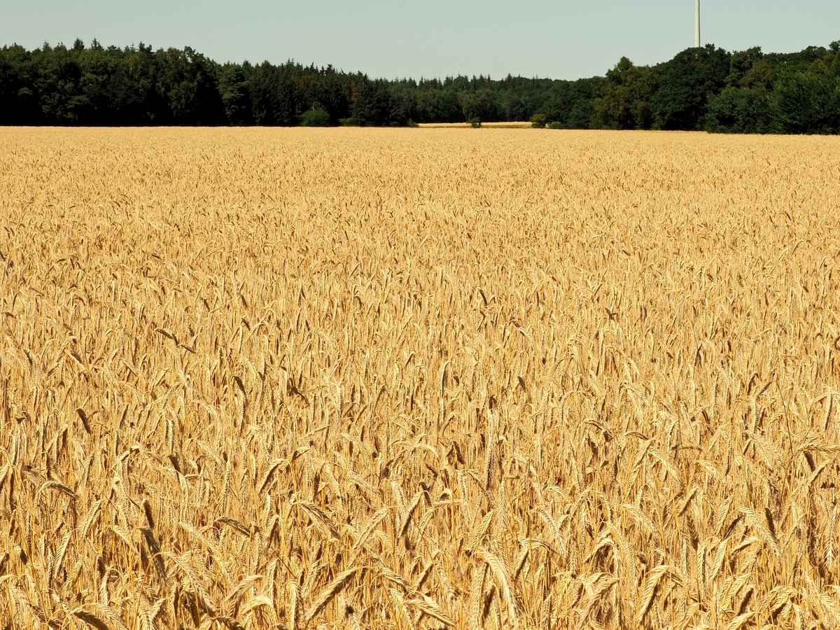 weizen, so weit das auge reicht