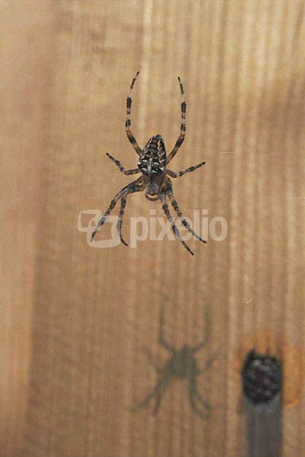 Kreuzspinne
