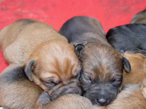 Schlafende Winzlinge