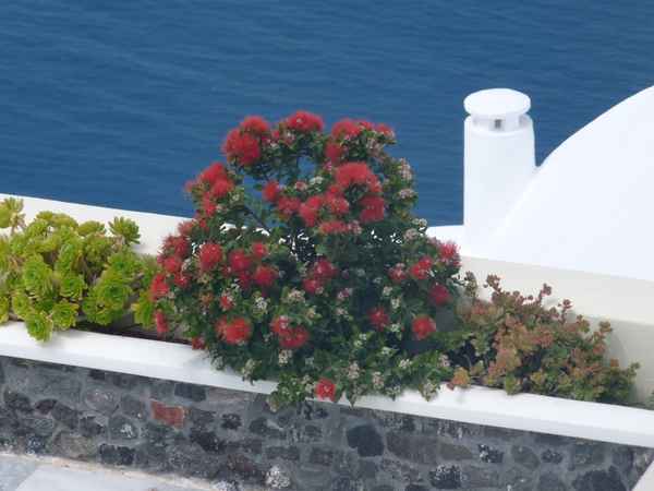 Blumen Santorinis 1
