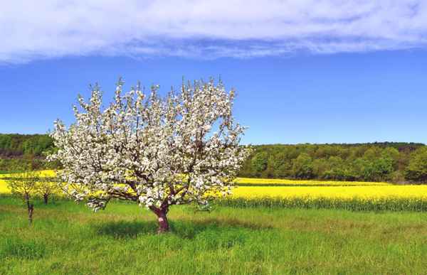 Apfel- u. Rapsblüten