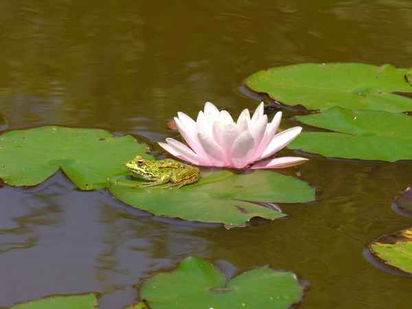 Frosch mit rosa Seerose