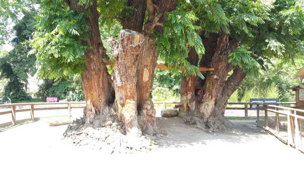 Kaukasiche Flügelnüsse