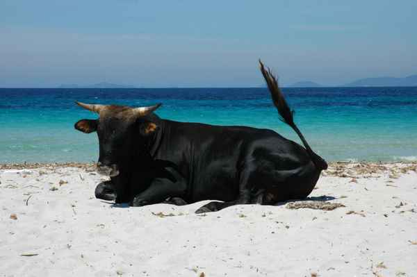 Stier am Strand von Korsika