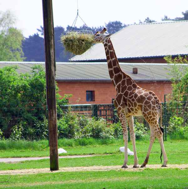  Giraffe beim Fressen