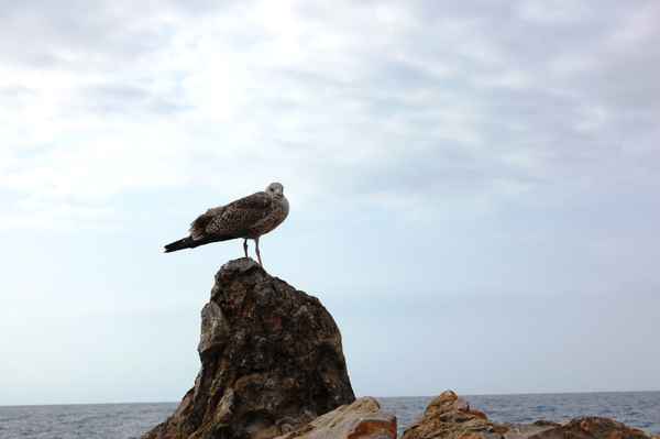 Eine Möwe am Port de Andratx / Mallorca