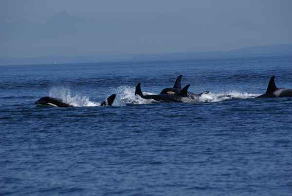 Whalewatching
