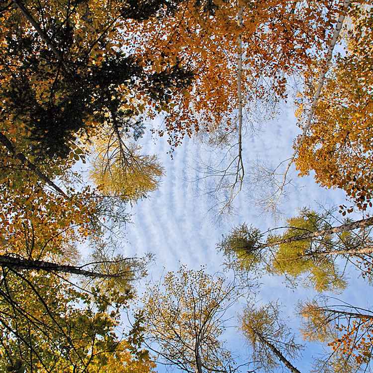 Blick zum Herbsthimmel