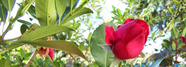 la rosa