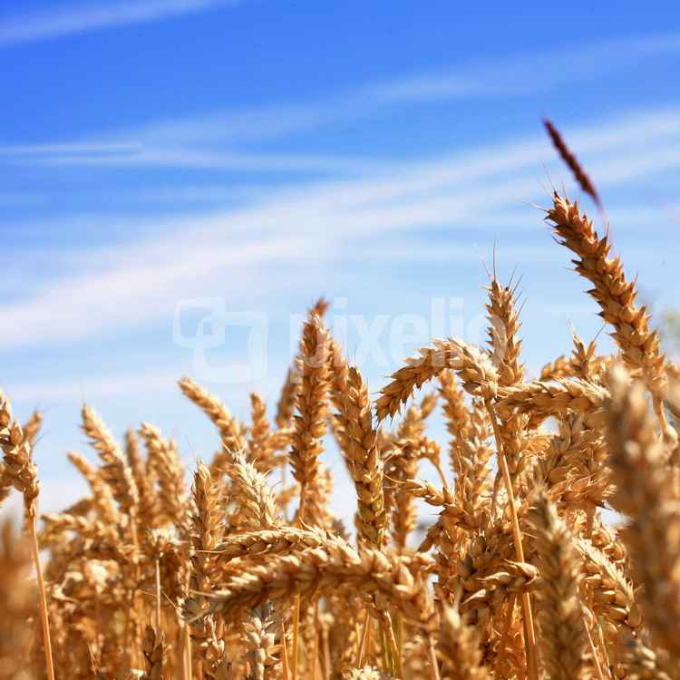 Weizenfeld vor der Ernte 2