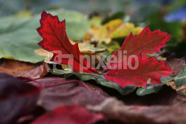 Herbstlaub