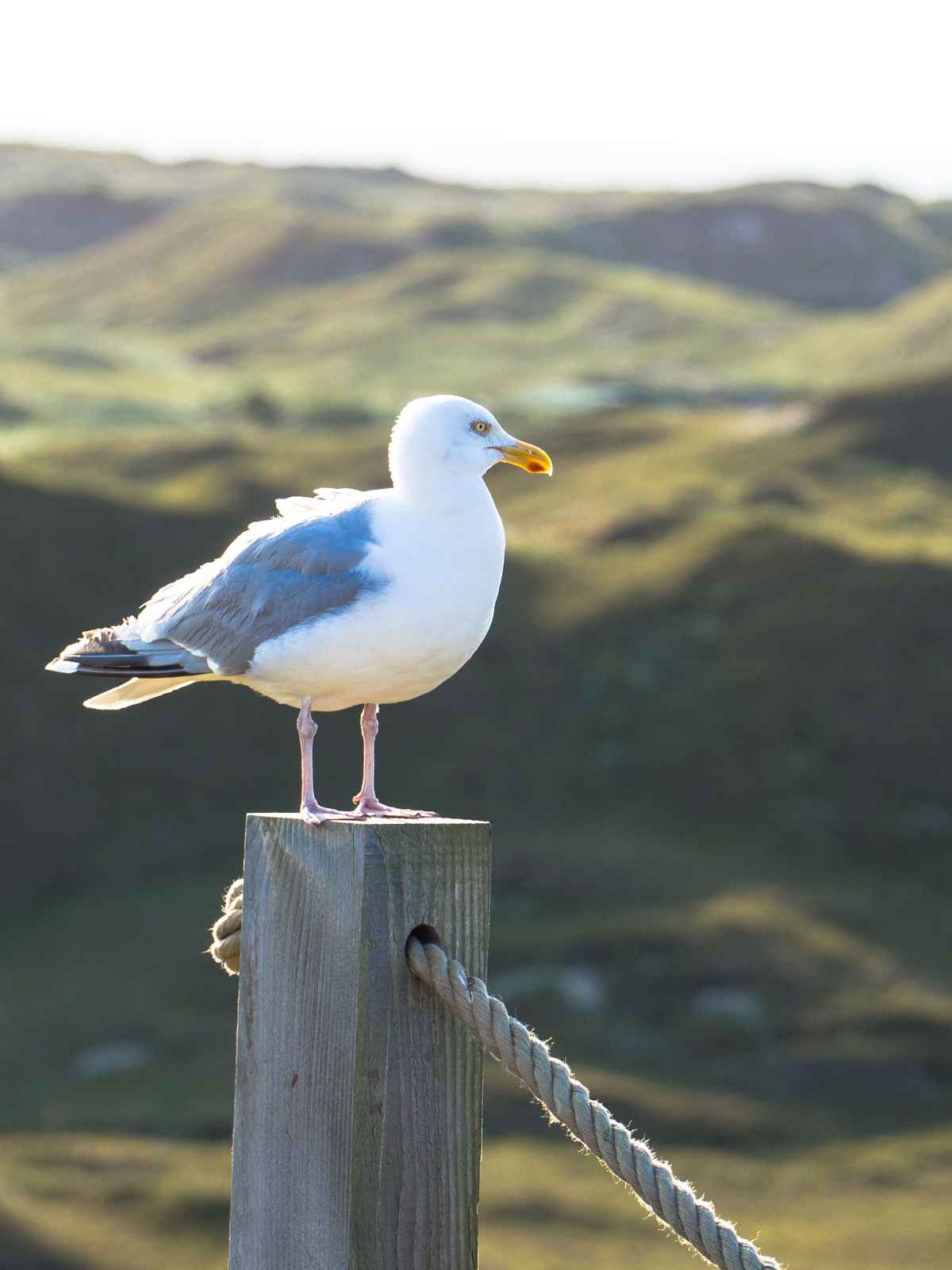 Die Chefin ist auf dem P(f)osten