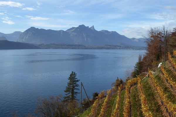 Rebberg im Steilhang