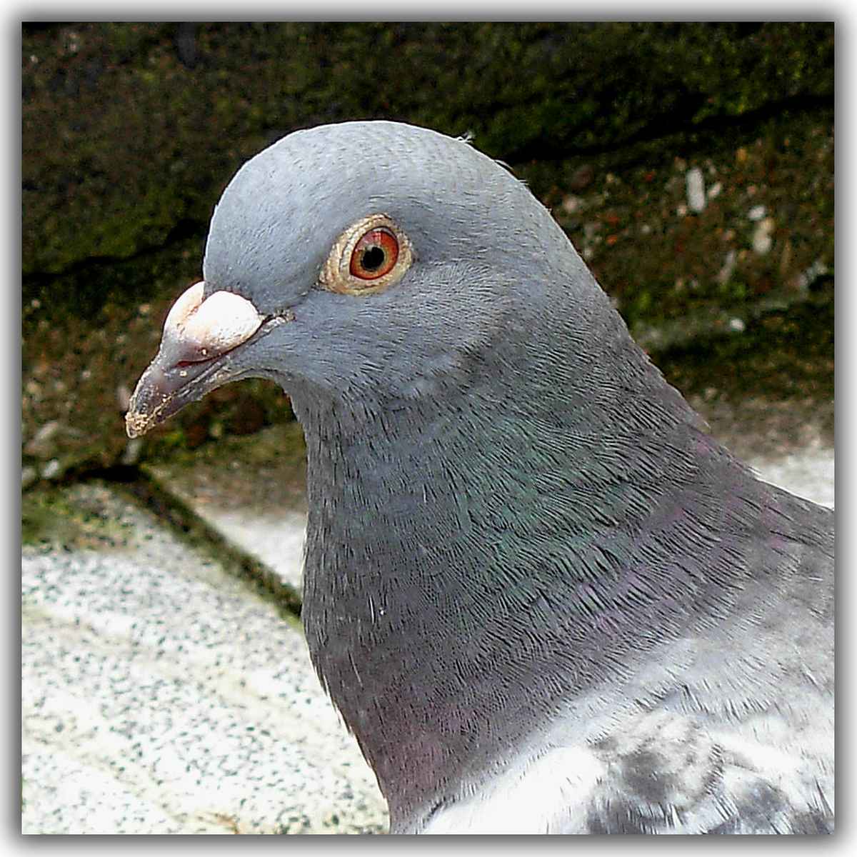 ...ich will nicht zurück auf`s Dach...